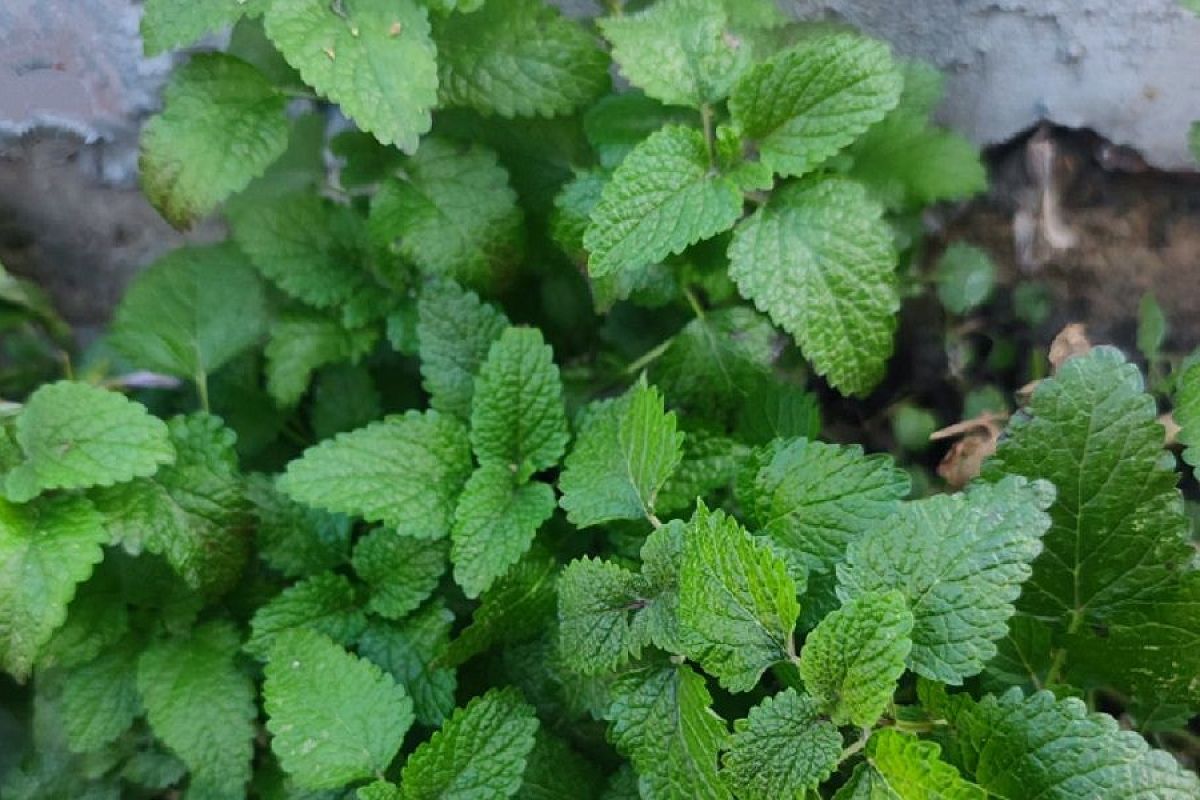 Ароматная защита: 1 куст мелиссы может решить массу проблем для целой грядки