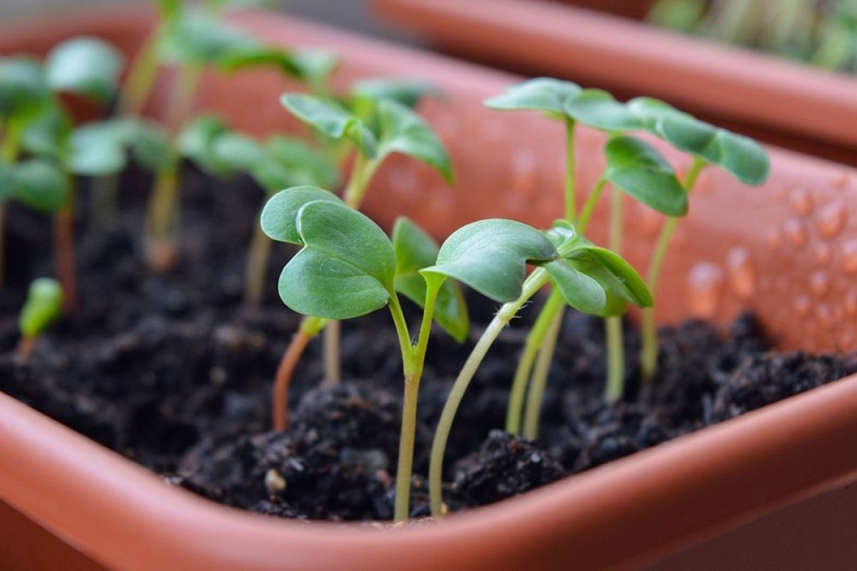 Посмотри на палец – и сразу поймешь, как поливать рассаду: опытные дачники пользуются этой хитростью, и всегда с урожаем