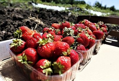 Более 2 тысяч тонн фруктов и ягод собрали в Краснодарском крае