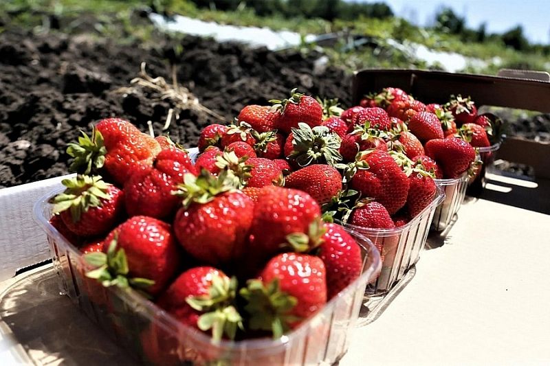 Более 2 тысяч тонн фруктов и ягод собрали в Краснодарском крае