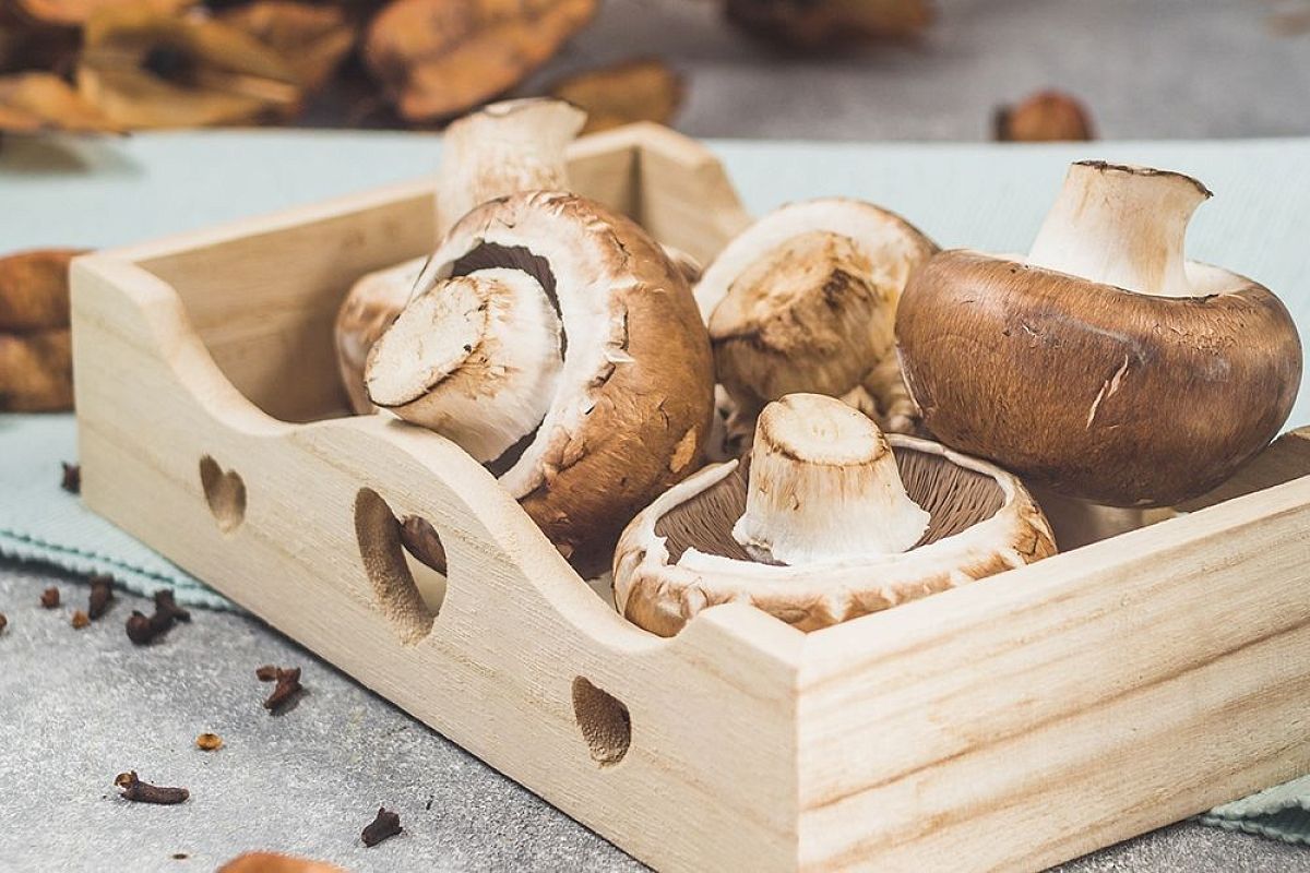  Заморозка грибов на зиму: сохраняем вкус и аромат до следующего сезона