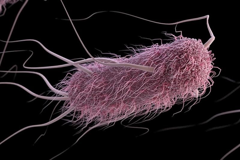 Погибнет ли человечество от «супербактерий»