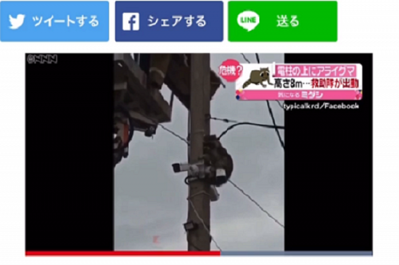  Спасение енота в Краснодаре показали по японскому телевидению 