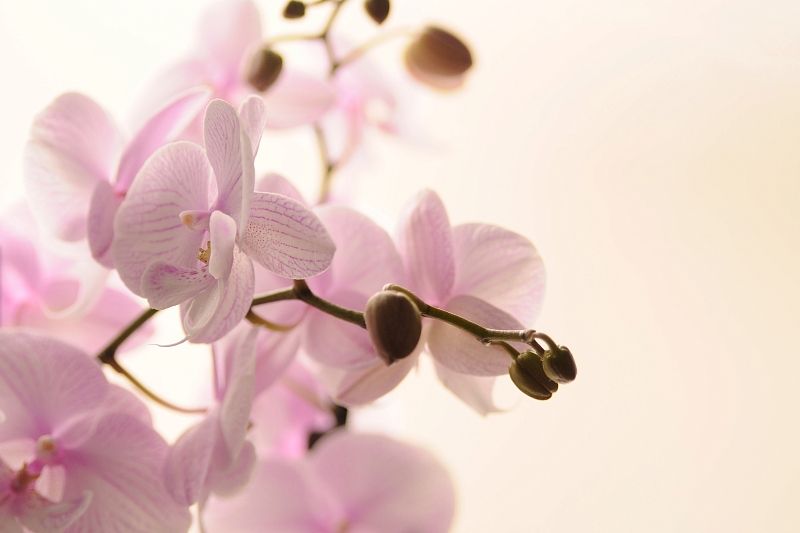 Почему орхидею не стоит выращивать в доме