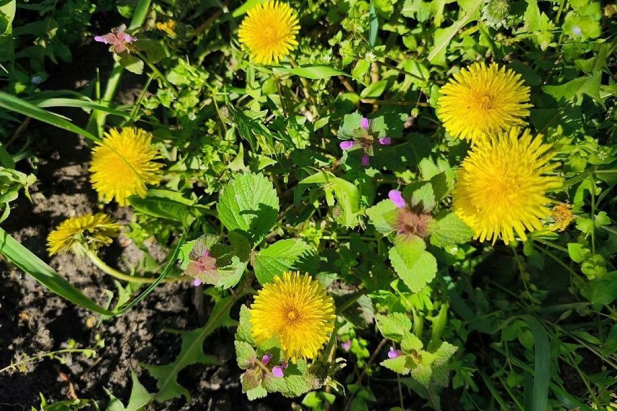 Удобрение из одуванчиков: вы удивитесь, узнав, как это просто и полезно для растений