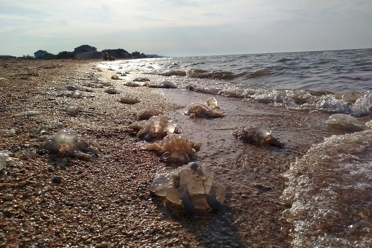 Программу по борьбе с расплодившимися в Азовском море медузами запустят в 2025 году