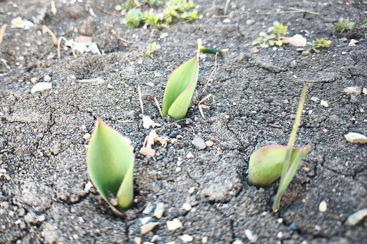 Лучшее, что можно сделать для тюльпанов и нарциссов ранней весной – насыпать по 2 ложки этого удобрения на 1 квадратный метр