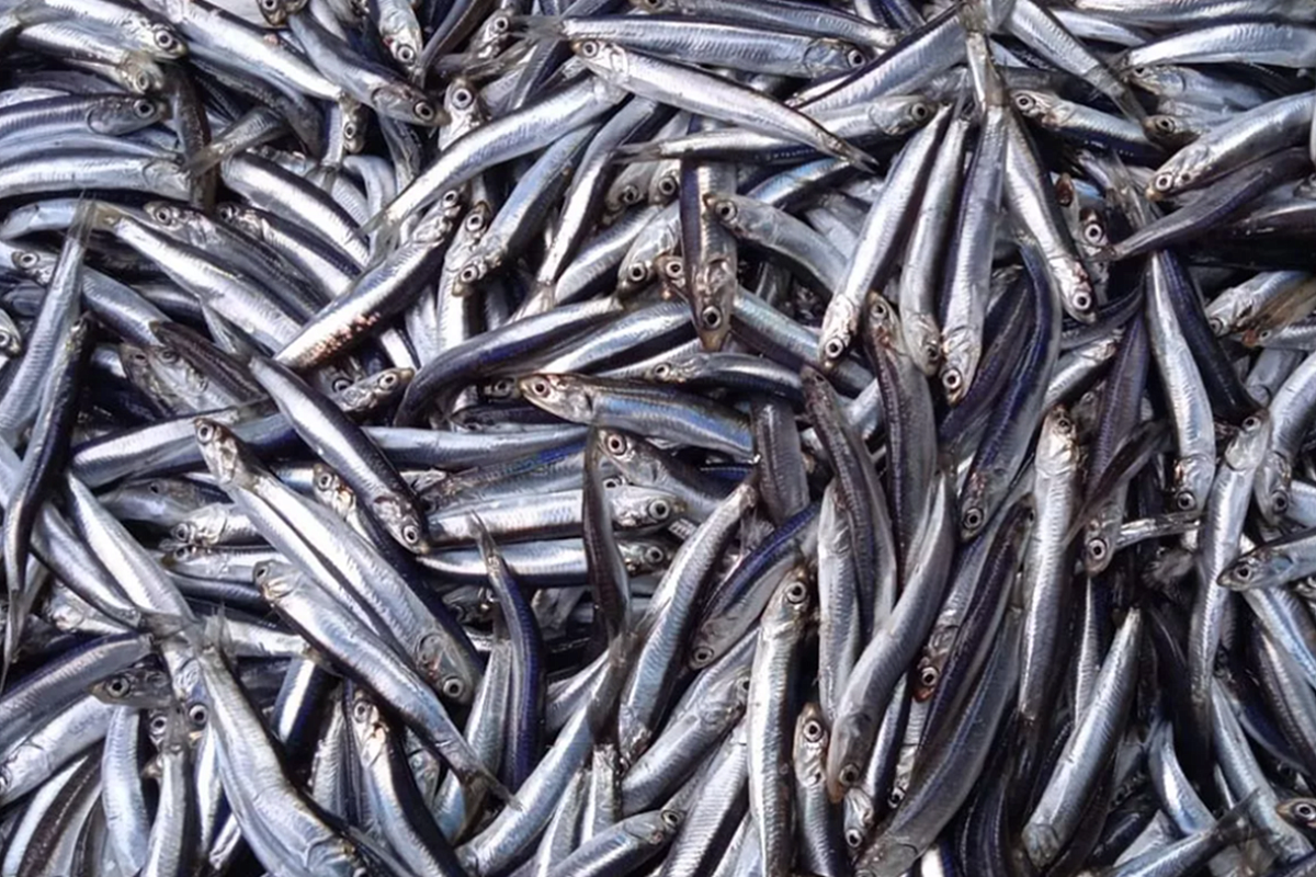 Фестиваль хамсы в Новороссийске перенесли на 2026 год