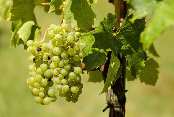Для сока и вина: что нужно знать, чтобы посадить виноград