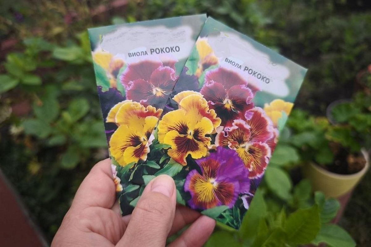 Посейте «анютины глазки» осенью: советы для тех, кто хочет весной любоваться цветами как можно раньше