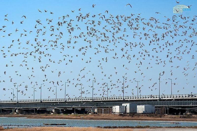 Рядом с Крымским мостом экологи установили гнездовья для птиц 
