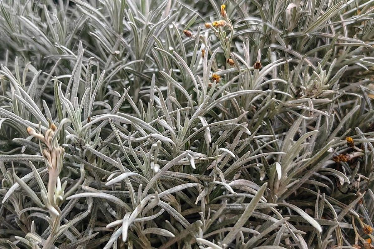 Бессмертник, но не желтая лаванда: растение, которое пахнет коньяком и орехами