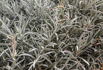 Бессмертник, но не желтая лаванда: растение, которое пахнет коньяком и орехами