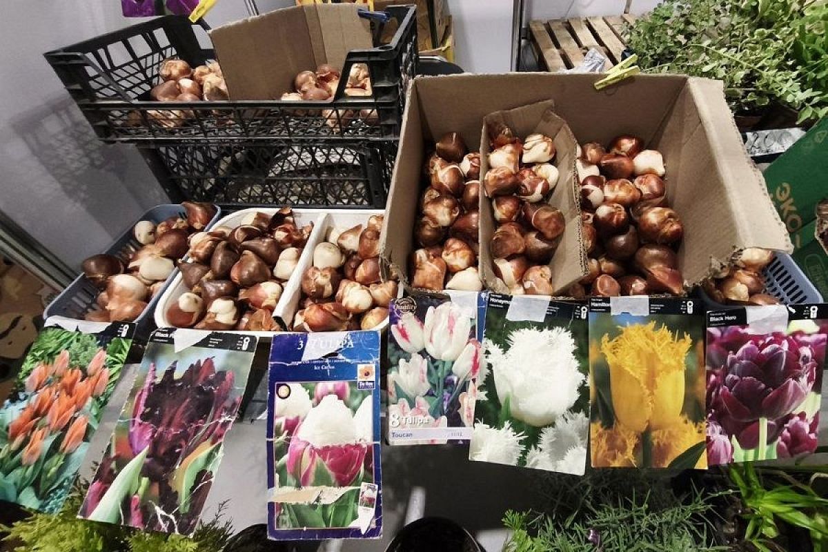 Крупные, плотные и сухие: выбираем луковицы тюльпанов на посадку