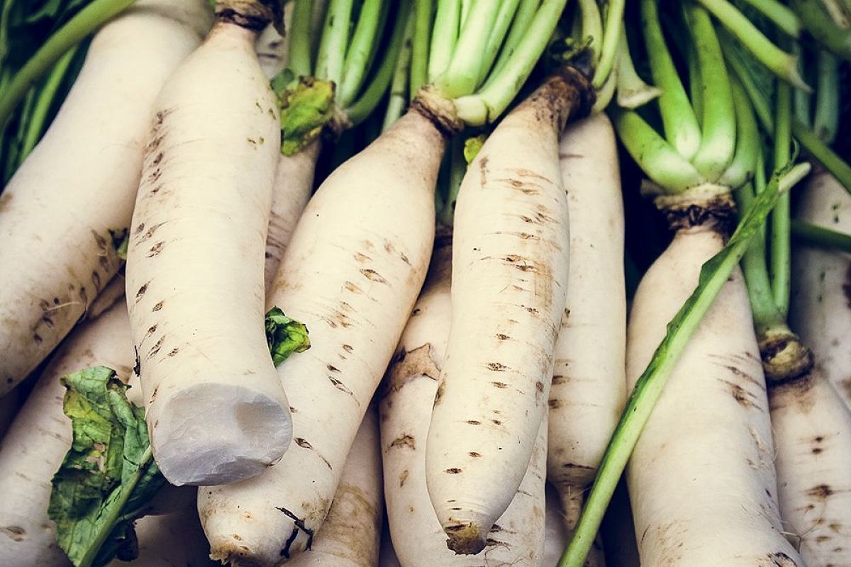 Сажаю дайкон в июле так — и не знаю проблем со стрелкой и горечью: сорта и приёмы, от которых японская редька всегда хрустящая и сладкая