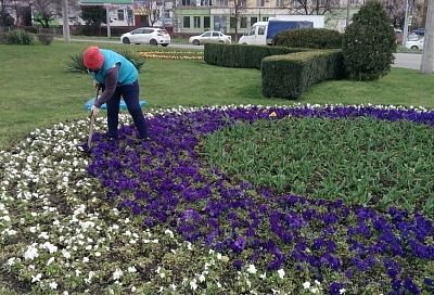 Более 400 тыс. цветов-однолетников высадят на улицах Краснодара