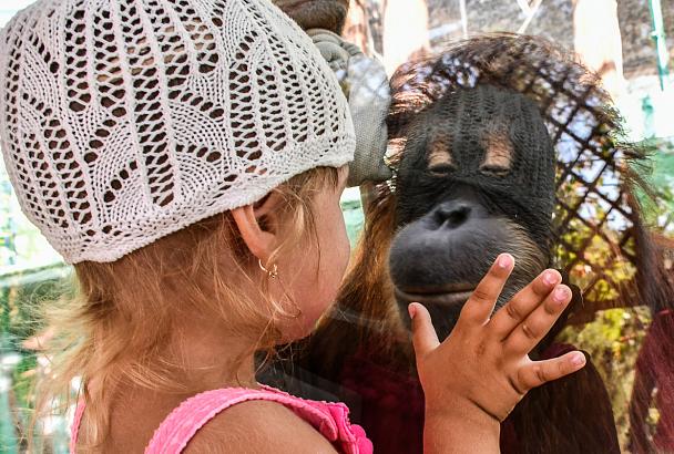 «Сафари-Парк» в Геленджике отмечает Международный День орангутана