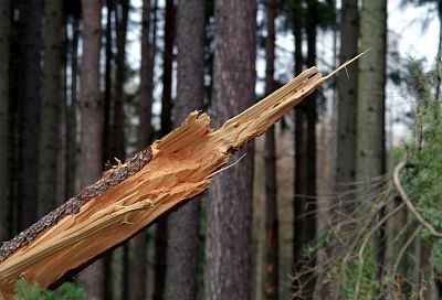 В детском саду Анапы рухнуло дерево