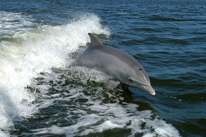 Каршеринг поможет спасению черноморских дельфинов