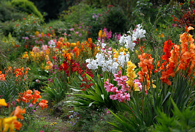 Луковичные цветы, которые нужно посадить в мае — для пышного цветения летом