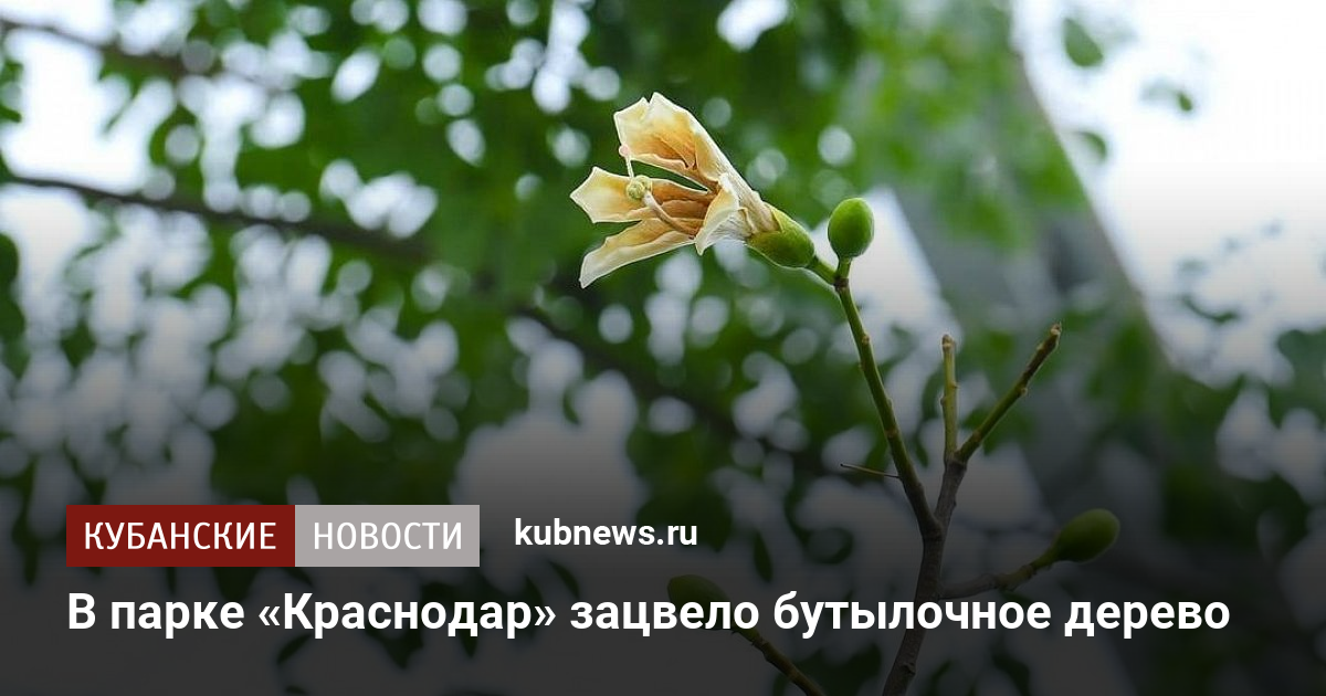 В краснодаре зацвели. Бутылочное дерево в парке Краснодар. Зацвело бутылочное дерево у Галицкого. Бутылочное дерево парк Галицкого. В парке Галицкого зацвело бутылочное дерево фото.