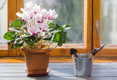 Цвести будут без перерыва! Как ухаживать за цикламенами, которые вам подарили в горшке