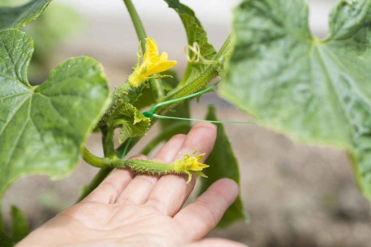 Желтеют огурцы? Спасаю урожай за 5 дней: причины и рабочие методы