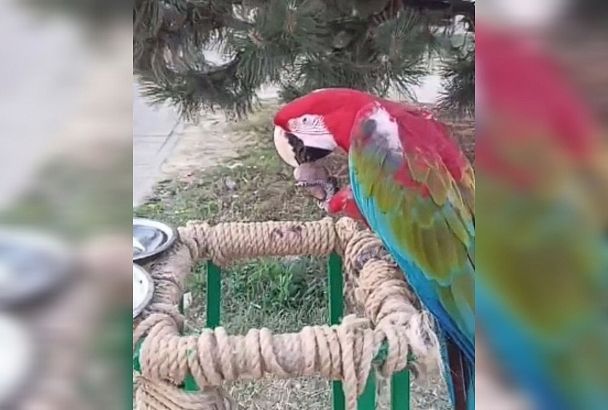 В Анапе турист пожаловался в полицию на пляжного фотографа с кусающимся попугаем