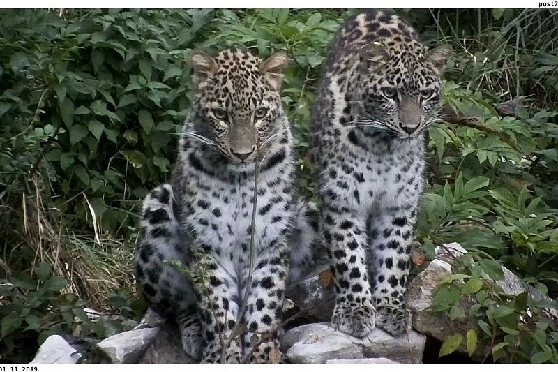 Рожденных в Сочинском нацпарке леопардов выпустили на волю в Осетии