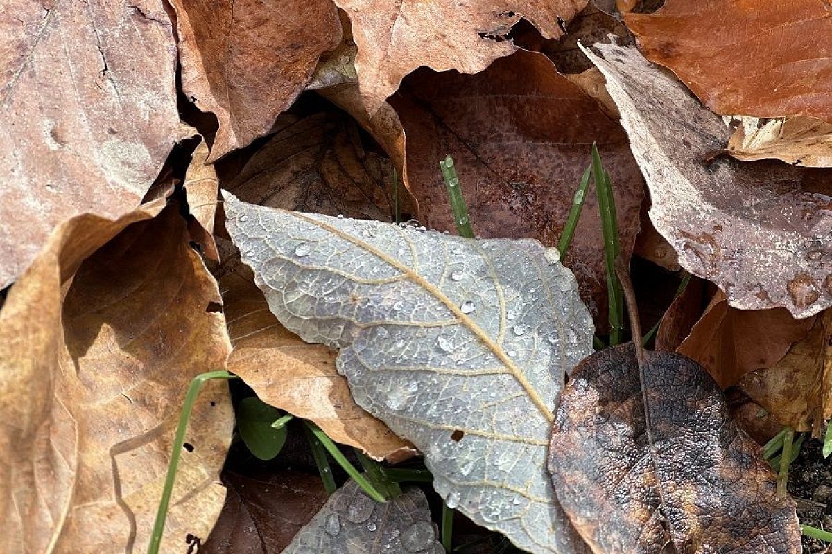 Только для компоста и мульчи: почему листовой опад нельзя заделывать в землю