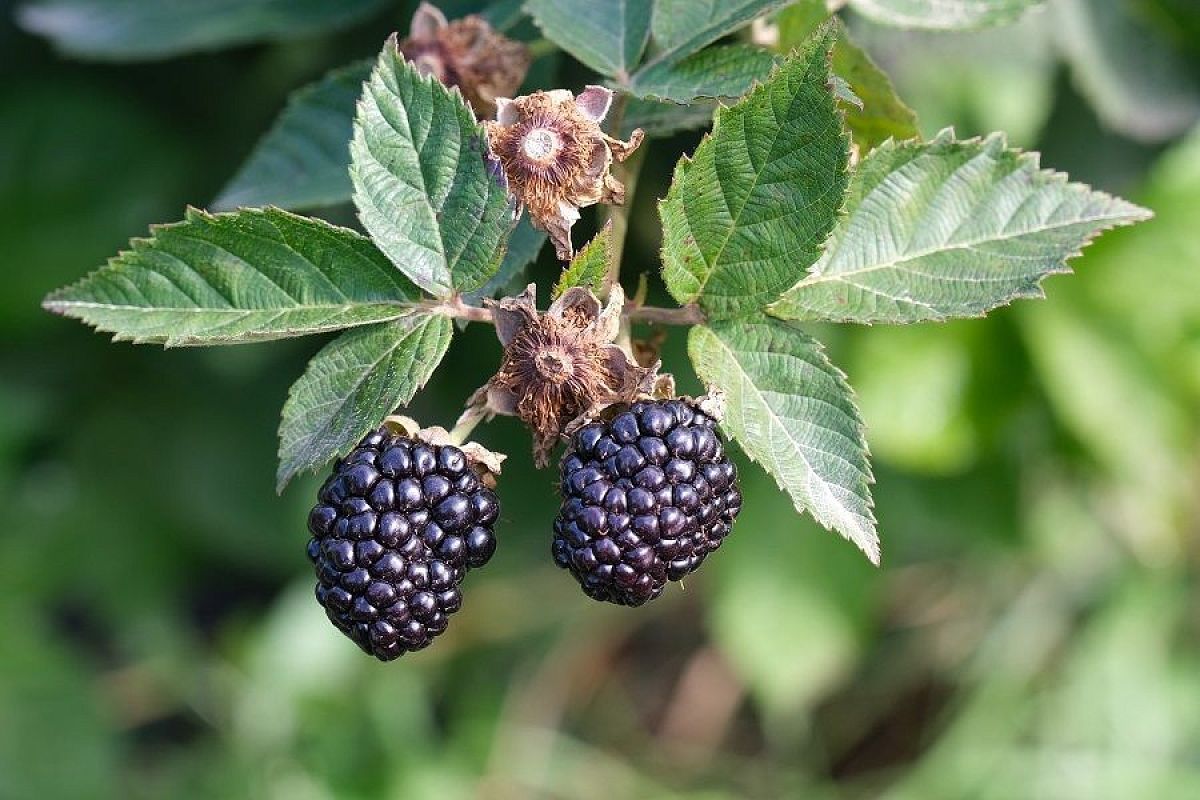 Счет на дни: как определить, что пора обрезать ежевику