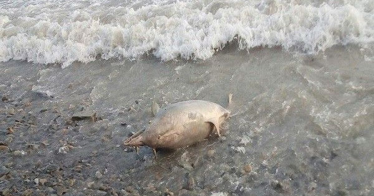 В черное море попали. Обитатели черного моря в Анапе. Живность черного моря Анапа. Черное море Анапа морские животные. Обитатели побережья Анапы.