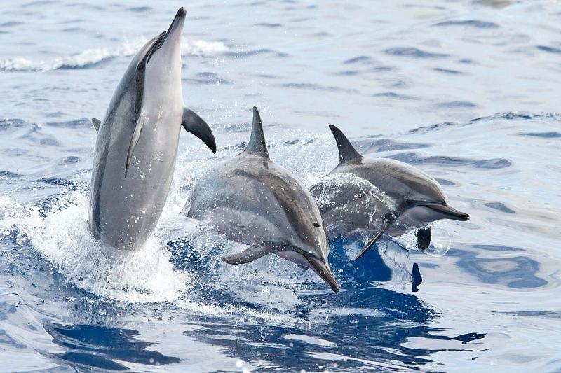 На спасение дельфинов у побережья Краснодарского края выделили 2,5 млн рублей