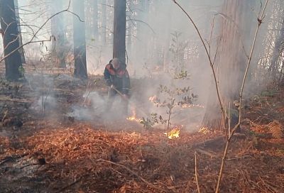 Возгорание лесной подстилки в Сочи произошло из-за фейерверка