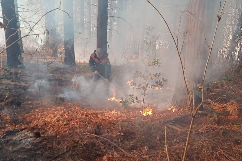 Возгорание лесной подстилки в Сочи произошло из-за фейерверка