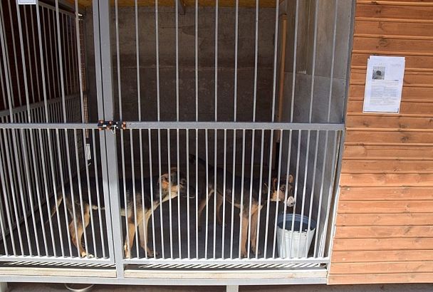 Более 800 бездомных животных вакцинировали и стерилизовали в муниципальном приюте Сочи с начала года