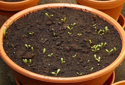 Быстро взойдут даже прошлогодние семена: секреты успешной посадки