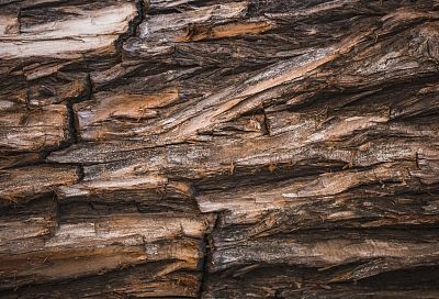 Ученые вдвое ускорили переработку коры в углеродные сорбенты