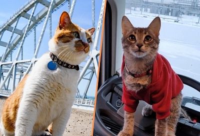 Хвостатый дальнобойщик: кот Крымского моста познакомил с новым другом