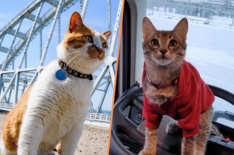 Хвостатый дальнобойщик: кот Крымского моста познакомил с новым другом