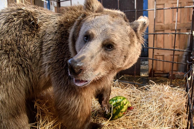 Спасти Афанасия: власти Краснодара нашли дом медведю, живущему во дворе многоэтажки