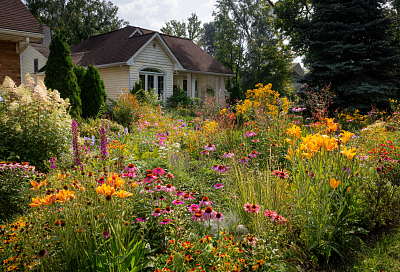 Агрессивные захватчики сада: 10 растений, которые лучше не сажать на видовых клумбах