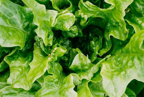 Почему горчит салат: что делать, чтобы вернуть листьям вкус и свежесть