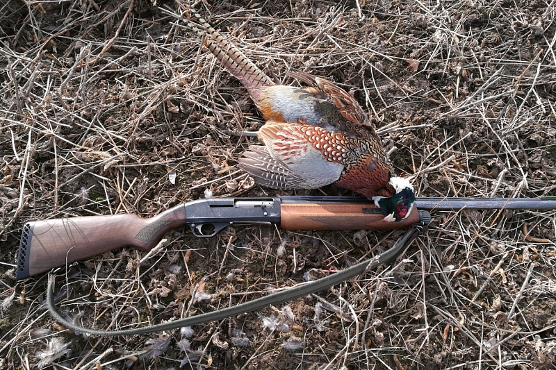 Жителю Краснодарского края грозит два года тюрьмы за незаконную охоту на фазанов