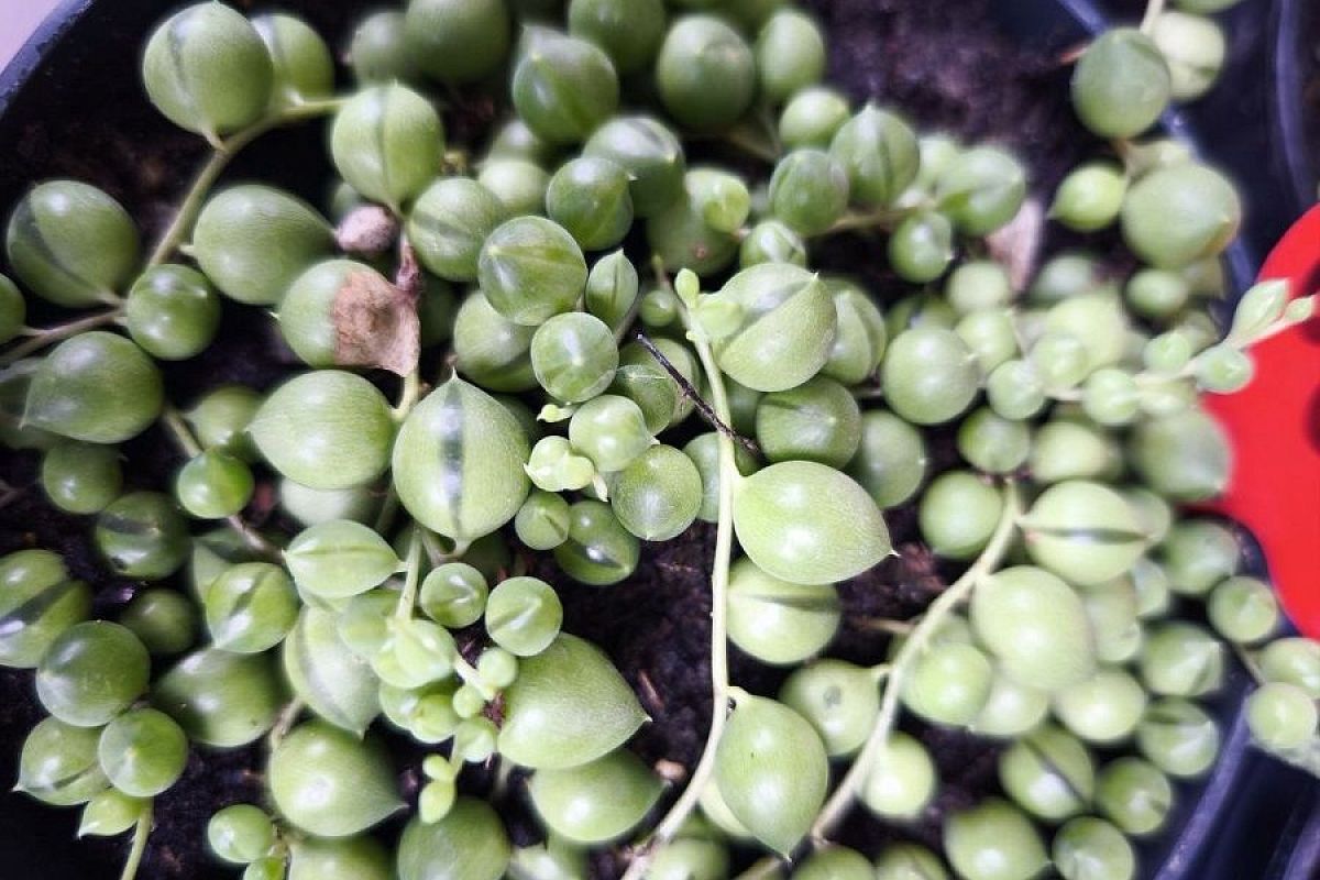 Зеленые шарики в горшке: это экзотическое растение под силу вырастить даже неопытному цветоводу 