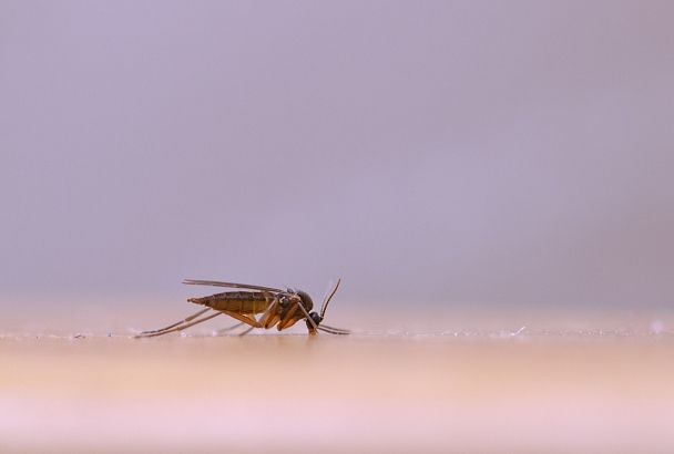 Температура и ломка: турист попал в больницу после возвращения с Шри-Ланки