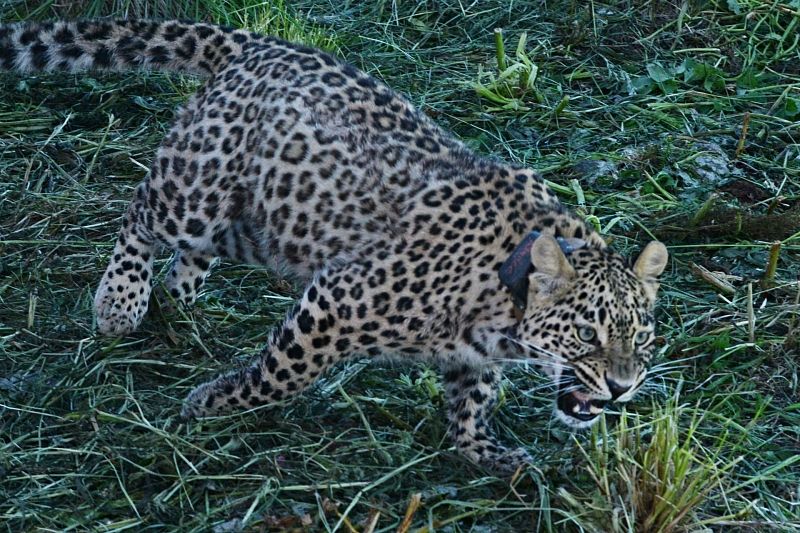 В Кавказском заповеднике выпустили самку переднеазиатского леопарда Ачипсе 