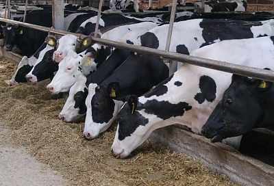 Вывоз молока и мяса ограничили в Ростовской области 