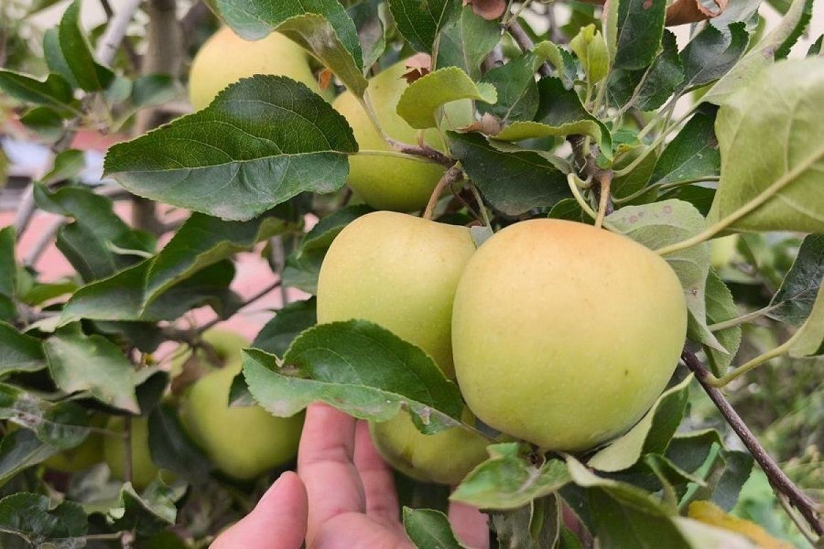 Начало закладывается в конце: 2 обработки, определяющие здоровье вашего сада