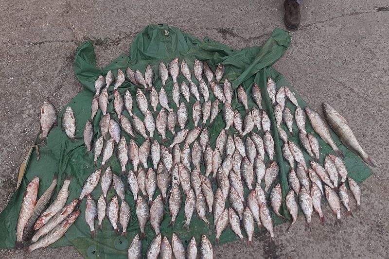 В Краснодарском крае мужчина задержан за вылов рыбы на 240 тыс. рублей